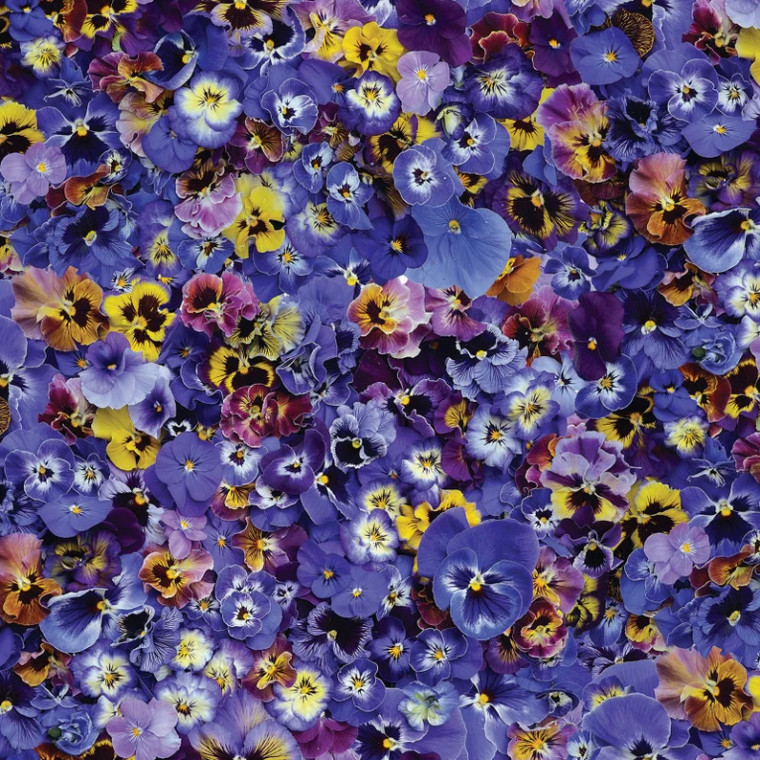 Purple Panseys | Hand Picked : First Light by Nicholas Lapp | per half metre