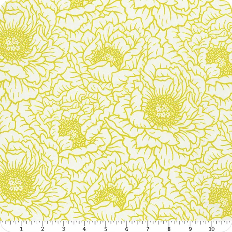 Peony in Cream | Full Bloom | per 10cm
