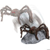 Jumping Spider Brown