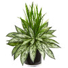 New Nearly Natural 20” Silver Queen And Grass Artificial Plant In Black Vase