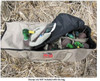 NEW Dakota Decoy 12240 X-Treme Floater / Field Mallard Duck 12 Decoy Carry Bag