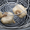 Roots & Harvest Black Garlic Multi-Purpose Fermenter