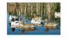 Dakota Decoy 13700 X-Treme Pintail Floater Decoys 6 Pack w/ 3 Drakes and 3 Hens