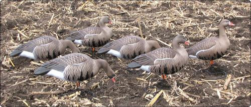 NEW Dakota Decoy 12280 Waterfowl Hunting X-Treme Specks (6 Pack)
