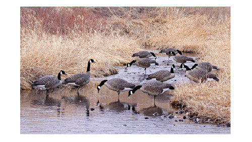 NEW Dakota Decoy 19300 Signature Series Canada Goose Flocked Feeder 6 Pack