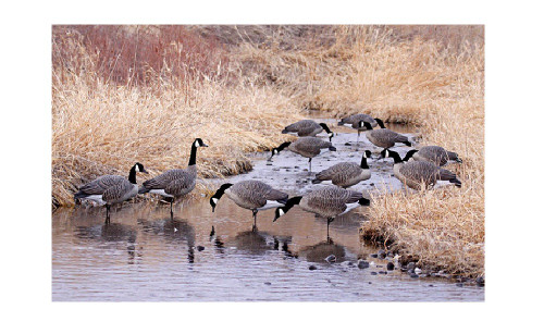 NEW Dakota Decoy 19750 Signature Series Canada Goose Flocked Upright 6 Pack