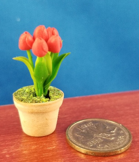 Potted Tulip - Red
