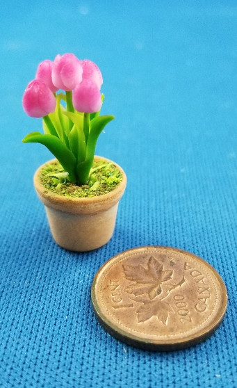 Potted Tulip - Two Tone Pink