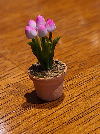 Potted Tulip - White & Pink