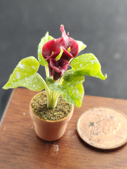 Potted Calla Lily - Burgundy