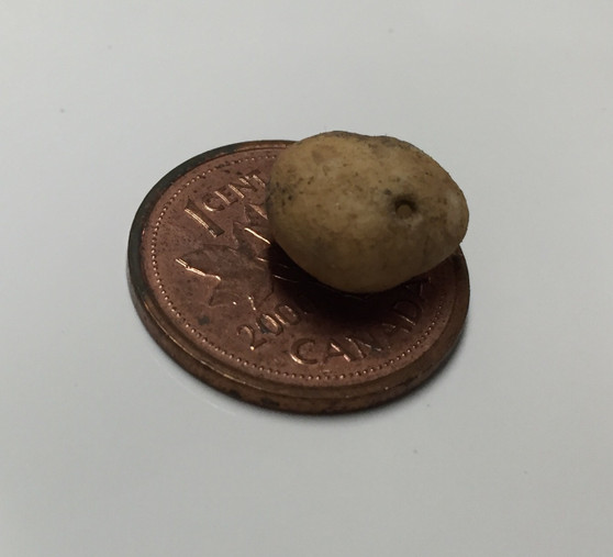 Sliceable Potato