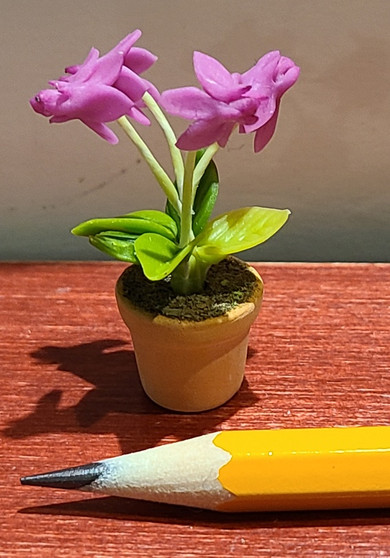 Dark Pink Cyclamen Plant