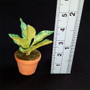 Miniature Potted Leafy Green Plant