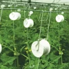 Greenhouse Tomato Support Hooks with Trellis Twine — MOQ Lot of 1,200 pieces