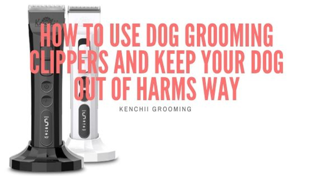 How To Use Dog Grooming Clippers And Keep Your Dog Out Of Harms Way