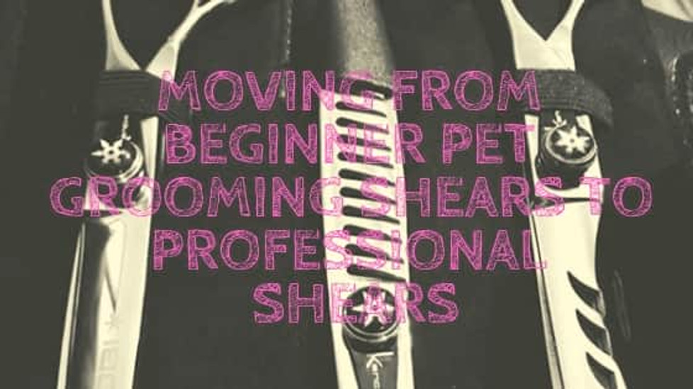Moving From Beginner Pet Grooming Shears To Professional Shears 
