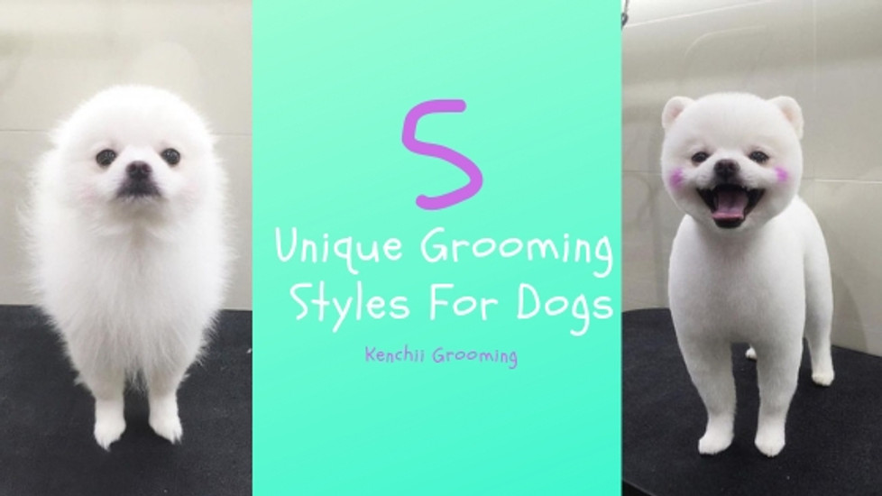 5 Unique Grooming Styles For Dogs 