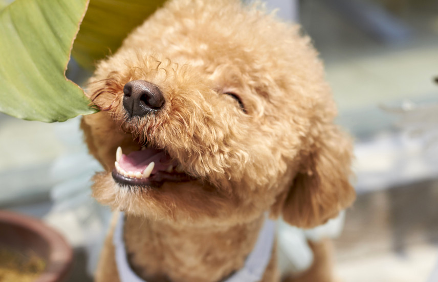 Treats from the Table: What's safe for your pet?
