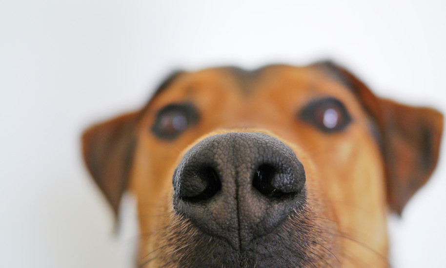 My dog can be allergic to what?!