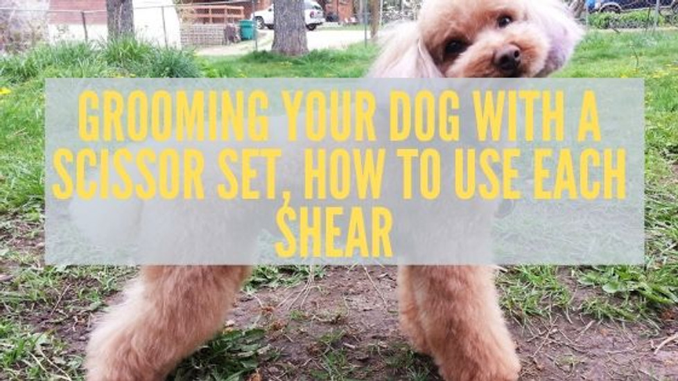 Grooming Your Dog With A Scissor Set, How To Use Each Shear 