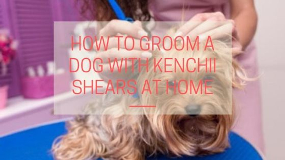 How To Groom A Dog With Kenchii Shears At Home