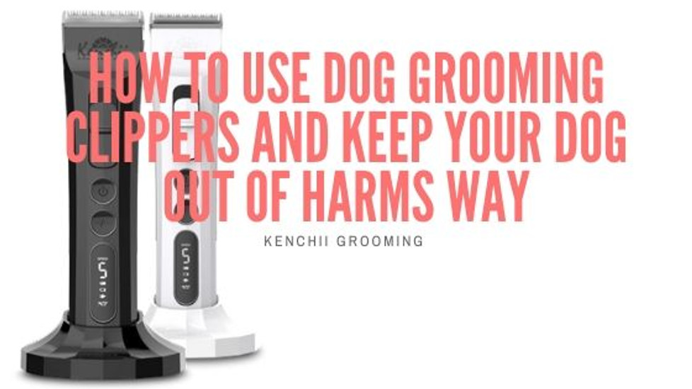 How To Use Dog Grooming Clippers And Keep Your Dog Out Of Harms Way