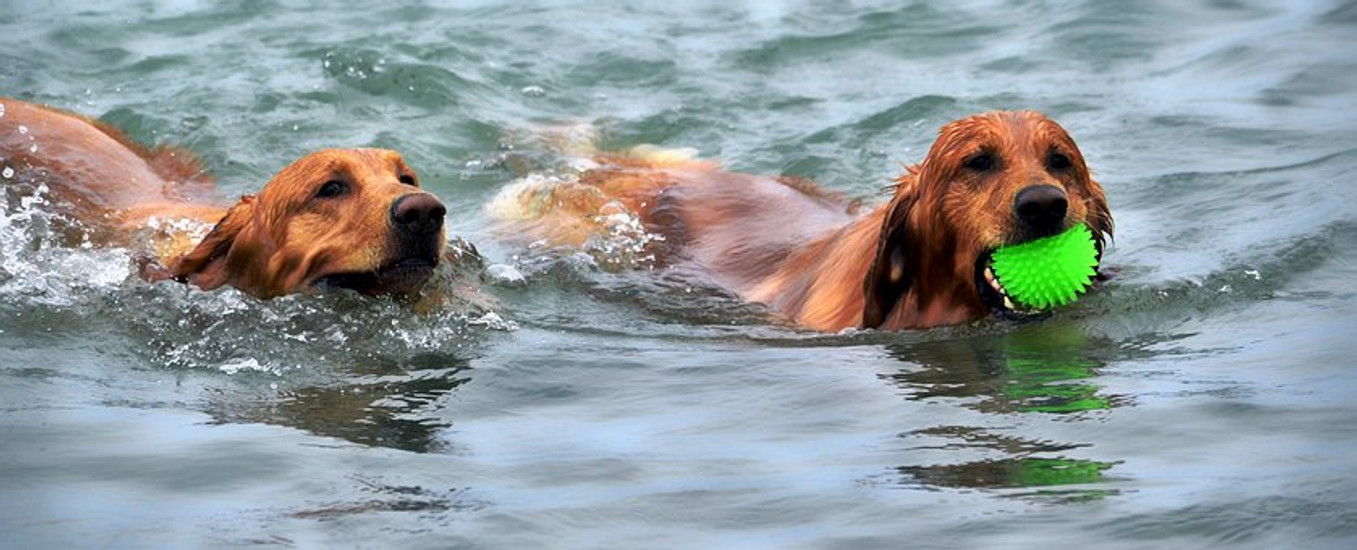 Summer Dog Care Tips