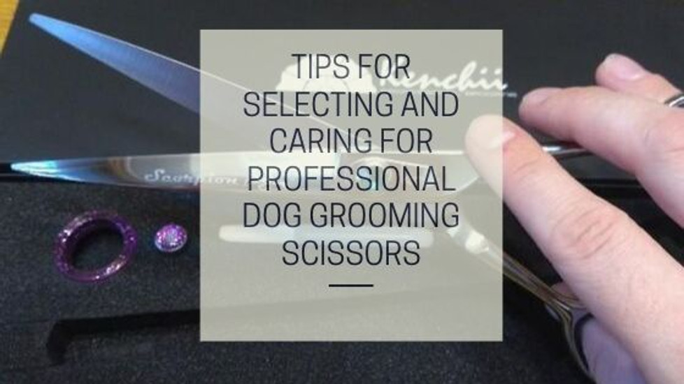 Tips For Selecting and Caring for Professional Dog Grooming Scissors