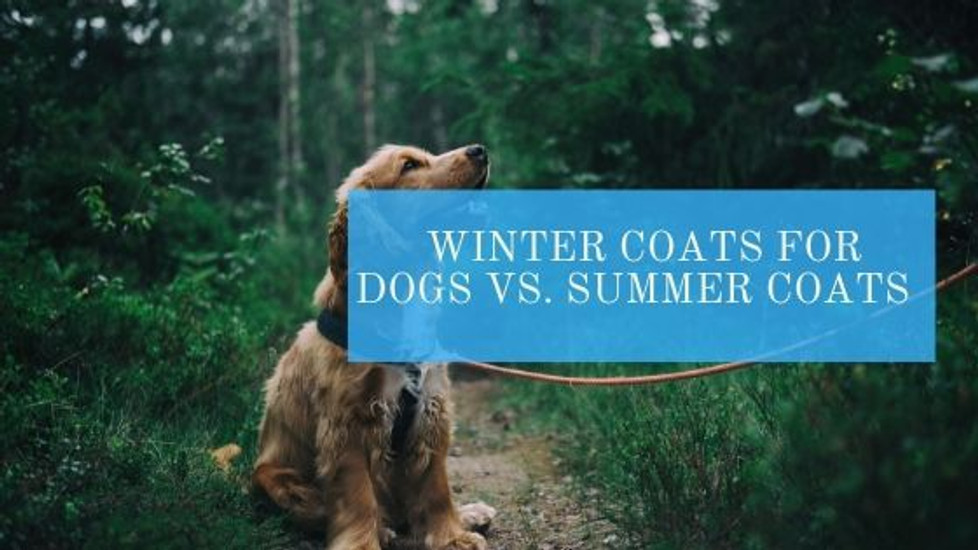   Winter coats for dogs vs. Summer coats