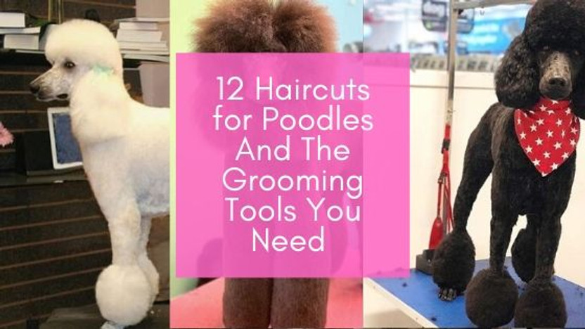 toy poodle grooming kit