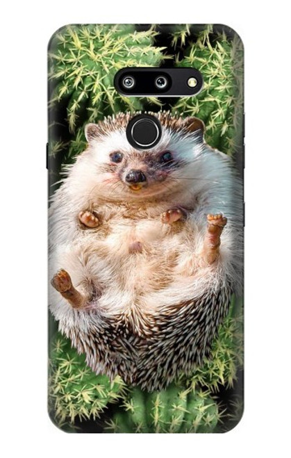 S3863 Pygmy Hedgehog Dwarf Hedgehog Paint Case For LG G8 ThinQ