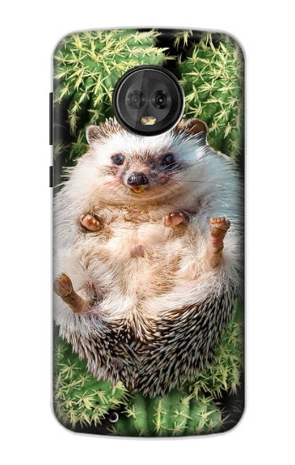 S3863 Pygmy Hedgehog Dwarf Hedgehog Paint Case For Motorola Moto G6