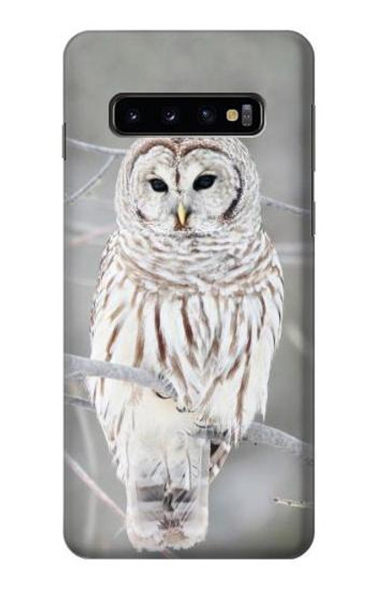 Snow owl Samsung S10 Case