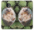 S3863 Pygmy Hedgehog Dwarf Hedgehog Paint Case For Motorola Moto Z3, Z3 Play