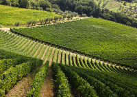 Ca' Del Sarto Barbera