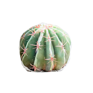 round pillow with image of barrel cactus