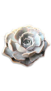 round pillow with image of rose succulent