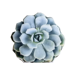 Aure, Pillows, Topsy Turvy Succulent