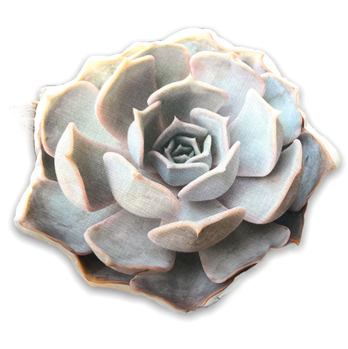 round pillow with image of rose succulent