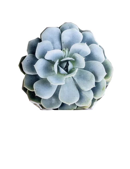 Aure, Pillows, Topsy Turvy Succulent Aure, Pillows, Topsy Turvy Succulent