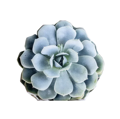 Aure, Pillows, Topsy Turvy Succulent