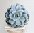Round pillow with photograph of southwest succulent cactus