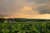 picture of a sunset over a vineyard