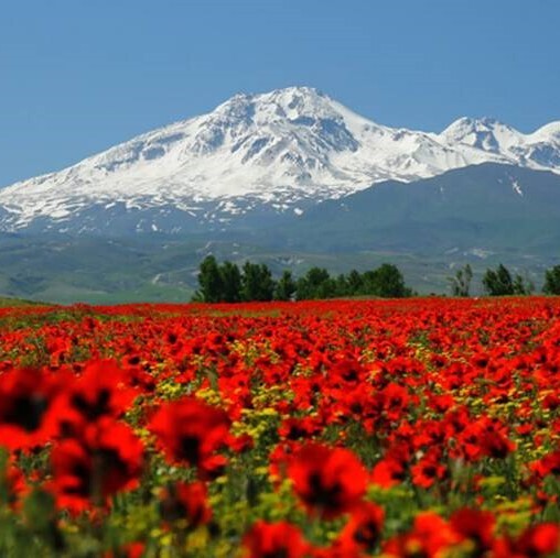 سوغات اردبیل