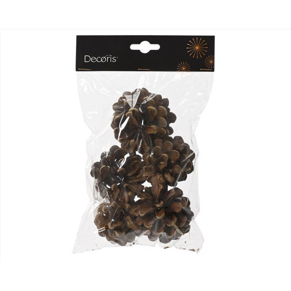 CMAS PINECONE NTRL 5PC