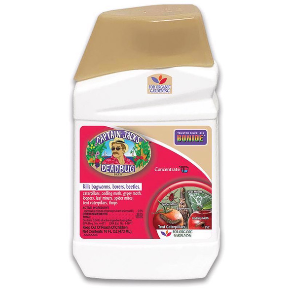 CAPTAIN JACK DEADBUG16OZ