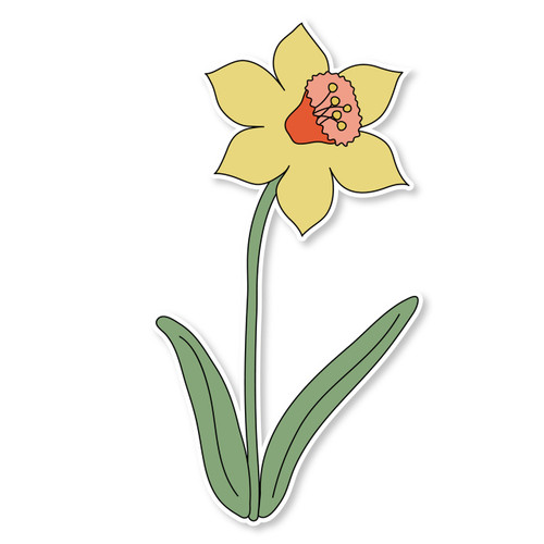 Daffodil