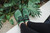 Trailwalker 2.0 Olive Green
