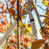 The Regular Duty Lopper cutting a slender branch, autumn foliage behind