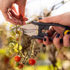 Hands using the Regular Duty Herb Snips to harvest cherry tomatoes from a vine